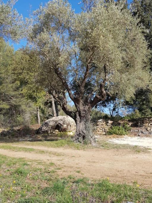 Gites Mas Des Rochers - Romance Tropicale Avec Spa Le Beausset Exterior foto